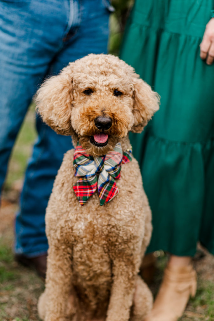 Goldendoodle Christmas family session