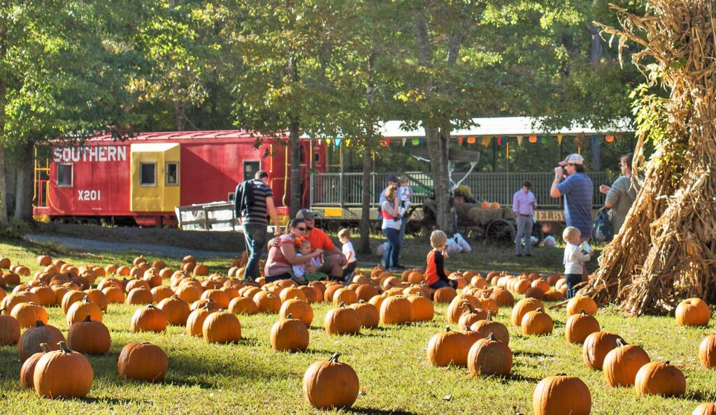 A field of pumpkins with people walking and picking out a pumpkin a the train in the background.