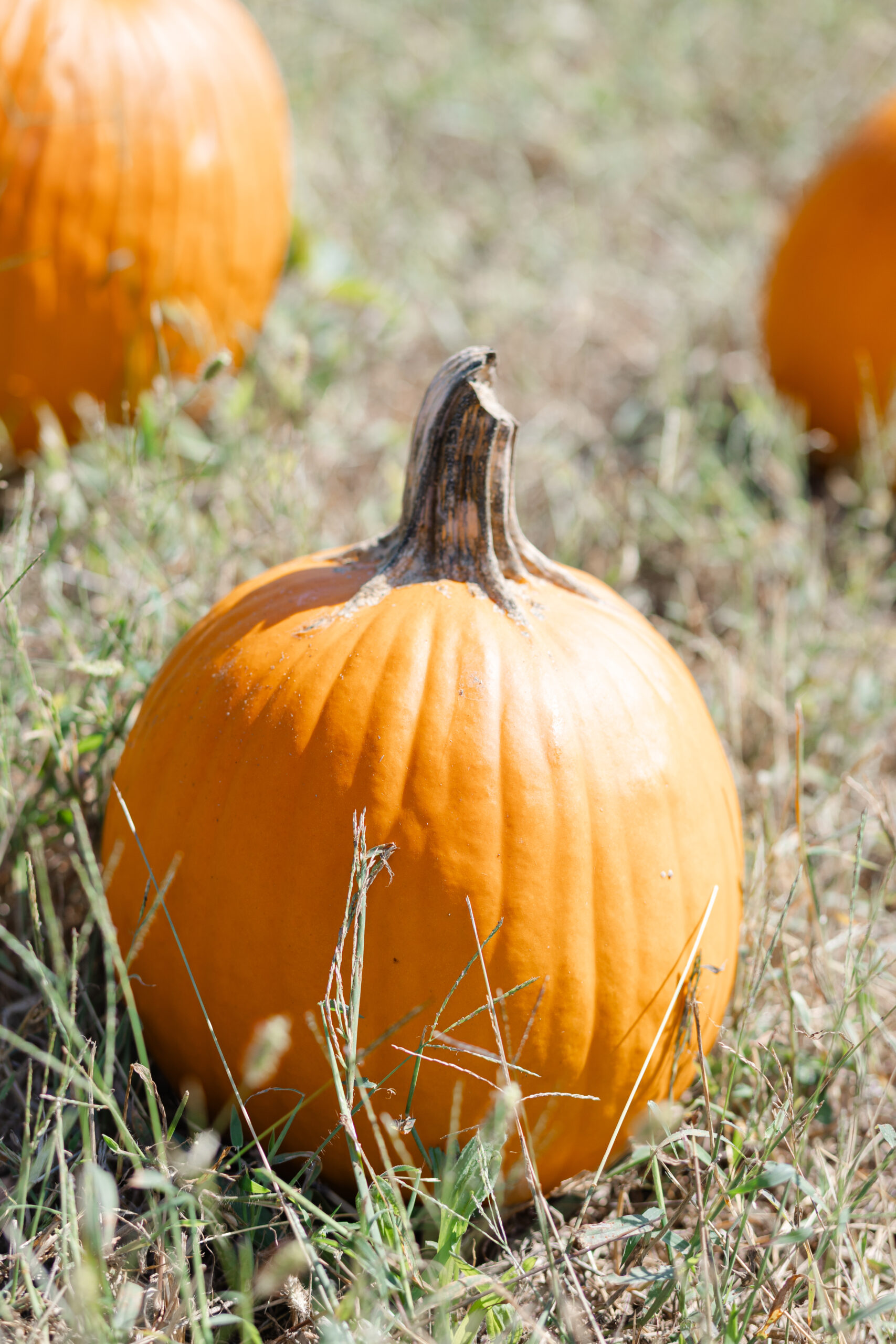 A pumpkin sitting on the ground at Griffin Farms.